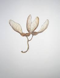Helicopter Seed Tattoo Seed Tattoo Maple Seed Tattoo Seed Pods