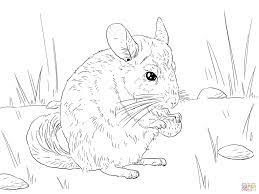 Chinchilla coloring book for adults: Chinchilla Coloring Pages Coloring Home