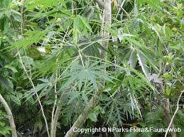 Image result for Jatropha multifida