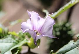 Image result for Datura
