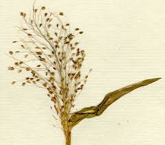 Image result for Panicum brevifolium