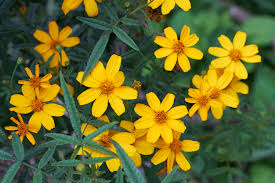 Want to know what yellow flowers symbolise when you send a bouquet of when you think of yellow flowers, you may think of expressing joy and warm, happy feelings. Tree Marigold Organic Gardener Magazine Australia