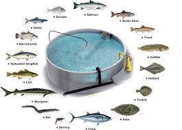 Ras Aquaculture Species Posted By Youmanitas Acuaponia Planes De Invernadero Y Hidroponia