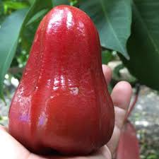 We did not find results for: Gambar Jambu Air Cincalo Merah