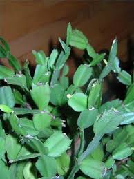 Collectors know where to find rare succulents: How To Care For Christmas Cactus Plants Hunker Christmas Cactus Plant Plants House Plants