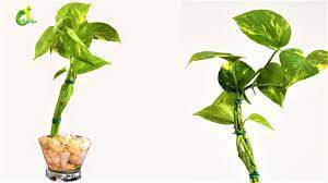 How To Grow Money Plant Like A Tree Style Money Plant Decor Money Plant Organic Garden Youtube Organic Plants Plants Money Plant