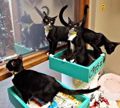 Years ago, a breeder of persian/himalayan had one black cat left from a litter. Tempe Shelter Offers Half Off Adoptions On Black Cat Appreciation Day