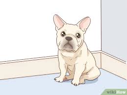 They should be standing a little by the time that they are 8 weeks old, and should defiantly be up by 6 months. 3 Ways To Clean A French Bulldog S Ears Wikihow Pet