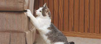 He has access to 3 types of scratching posts(a carpeted cat tower, a hang off the doorknob scratcher, and a cardboard wedge) w￼hich he has used without fail for years but stopped using a couple months ago. How To Stop Cats From Scratching Doors Cats Are On Top