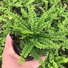 Image result for Asplenium hypomelas