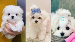 They are often white with curly, hypoallergenic coats. Teacup Maltese 12 Surprising Things To Know Before Adopt