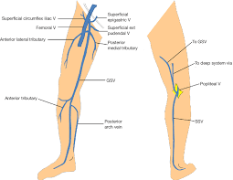 Anatomy Of Gsv And Ssv With Common Variants Of Ssv Gsv