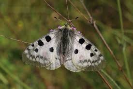 Image result for Parnassius apollo