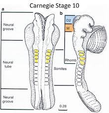 Which Organisms Undergo Carnegie Stages? - Brainly.In