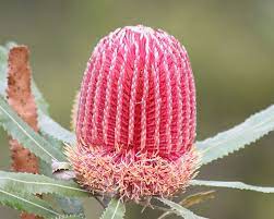 Banksia Menziesii Firewood Banksia At Paganoni Swamp 1 Australian Native Flowers Australian Native Plants Australian Plants