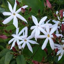 Image result for Jasminum