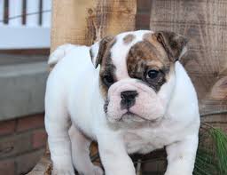 Find a english bulldog puppies on gumtree, the #1 site for dogs & puppies for sale classifieds ads in the uk. Blossom Ridge Bulldogs French Bulldog And English Bulldog
