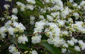 Image result for Tetracera