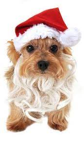 Dog Santa Hat With Beard Pet Costumes Cute Kitten Pics Merry Christmas Santa