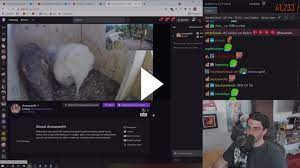 About 659 results (0.48 seconds). Hasan Automodded In Amouranth Stream Twitch