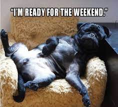 Rollover Pets On Twitter Thank Goodness Its Friday We Re Ready For The Weekend How About You Tgif Friyay
