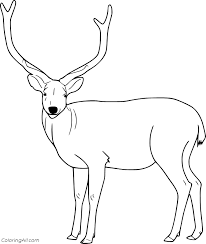 Advanced animal coloring pages coloring pages printable com. Easy Realistic Deer Coloring Page Coloringall