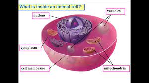 Maybe you would like to learn more about one of these? Ch 1 Lesson 1 Cells 5th Youtube