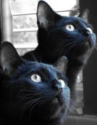 Orphinelle La Fey Adli Kullanicinin Black Kitties Panosundaki Pin Yavru Kediler Kedi Hayvanlar