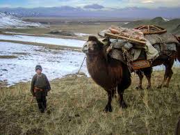Bactrian camels have two humps. Mongolia From Death Threats To A Camel Ride Mikepole