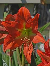Image result for Hippeastrum sp. cultivars