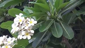 Maybe you would like to learn more about one of these? Buy Chafa Champa Flower Plant Online Hariyali Nursery