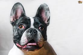 When she rests/sleeps she makes really weird breathing noises, almost like a brachycephalic dog! Noisy Breathing And Snoring While Awake In Dogs Pets4homes