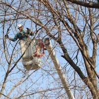Your local dollar tree at wauwatosa carries all the office supplies you need to run your small business, classroom, school, office, or church efficiently! Tree Care And Removal Hawks Landscape Inc