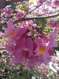 Image result for Handroanthus sp. near impetiginosus
