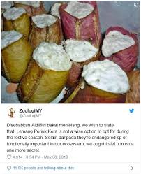 Apabila sebut pasal lemang, pasti kita akan terfikir sejenis makanan diperbuat daripada pulut dan santan, dibakar dalam buluh, serta menjadi buruan menjelang aidilfitri serta aidiladha. Periuk Kera Mangkuk Tandas Tupai Dan Kelawar Majalahsains