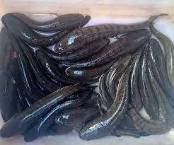 Seperti ikan cupang dan guppy, congo jantang memiliki harga yang lebih mahal ketimbang sang betina. 4 Ikan Air Tawar Konsumsi Paling Mahal Di Indonesia Ikantawar Com