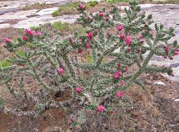 Image result for Opuntia imbricata