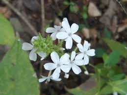 Image result for Plumbago zeylanica