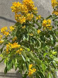 Image result for Senna macranthera