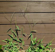 Image result for Digitaria compressa