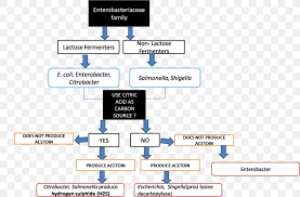 microbiology oxidative fermentation glucose test bacillus