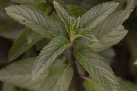Check spelling or type a new query. Plant De Menthe Glaciale
