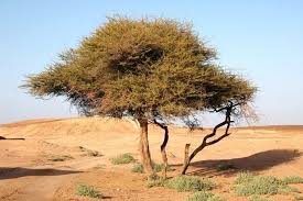 Image result for Acacia hockii