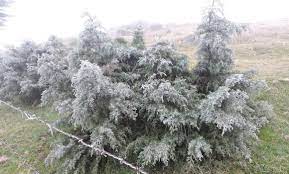 Bandolero cocina tradicional precio medio: Cae Nieve En 8 Municipios De Veracruz Revista Sin Recreo