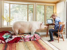 Join millions of people using oodle to find pets. Experience I Accidentally Bought A Giant Pig Life And Style The Guardian
