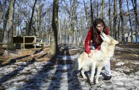 Muskegon Couple Gives Wolf Dogs Refuge At Howling Timbers Pets Qconline Com