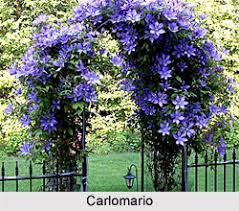 Maybe you would like to learn more about one of these? Vine Plants In India