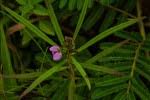 Image result for Polygala melilotoides