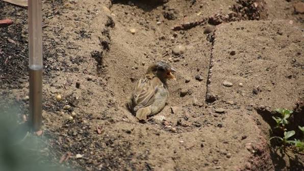 dust bird bath tips