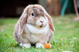 Reba knocked down the door to her cage and was out just wondering around. Holland Lop Rabbit Facts Diet Size Temperament Care